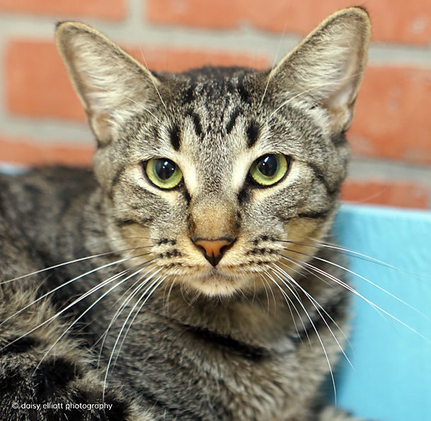 Adopt a friend: Folgers